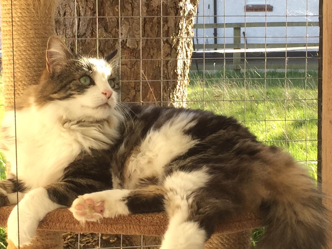 Gatehouse luxury Boarding Cattery Bournemouth Poole Ferndown Ringwood